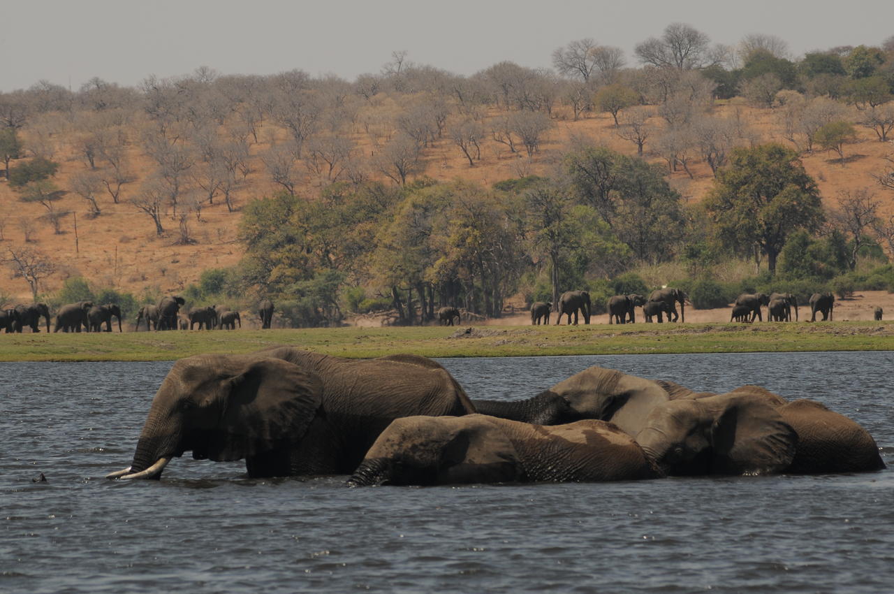 Ngoma Safari Lodge Kavimba Екстер'єр фото