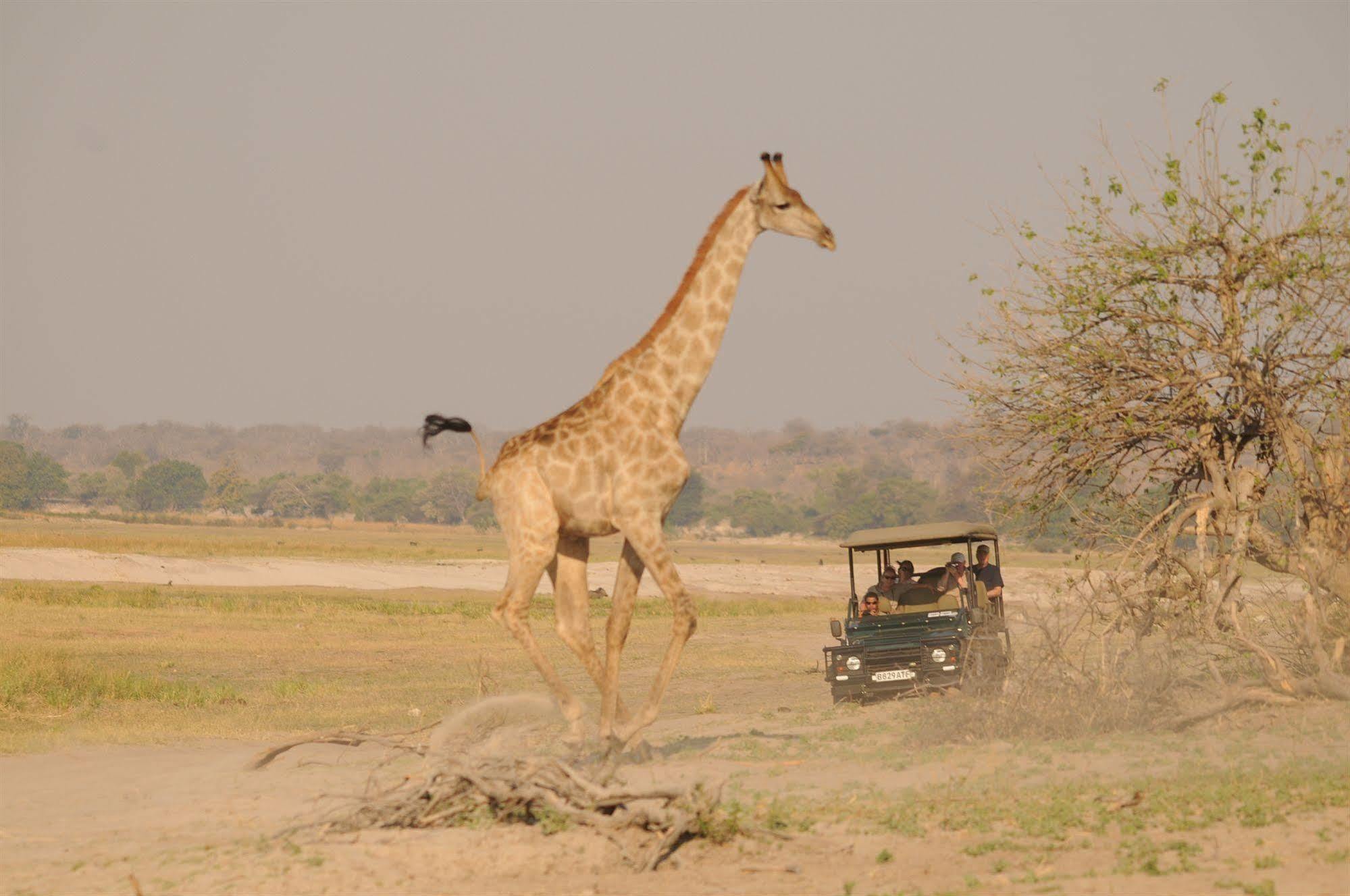 Ngoma Safari Lodge Kavimba Екстер'єр фото