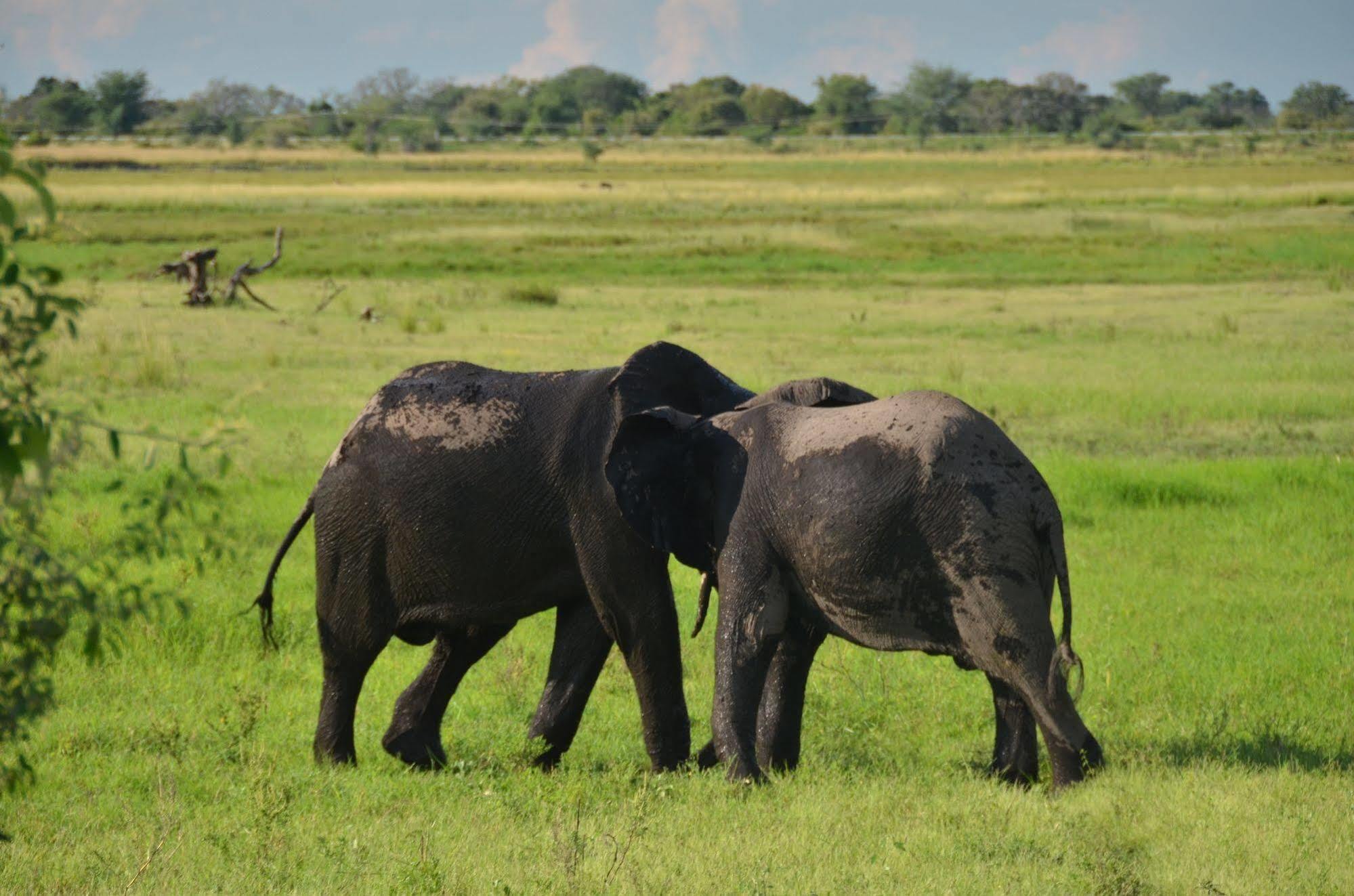 Ngoma Safari Lodge Kavimba Екстер'єр фото